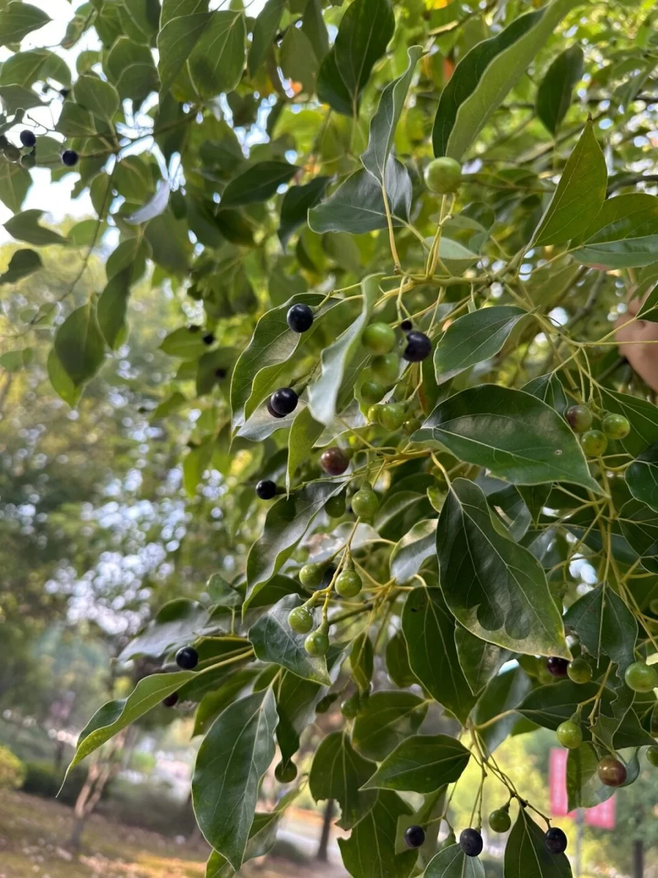 香樟树的寓意与象征:自然馈赠的文化密码与精神图腾