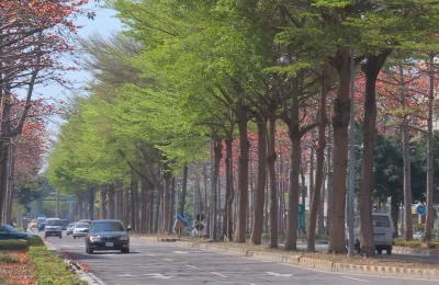 藏在城市肌理里的“生命守护者”——城市树木的多元价值