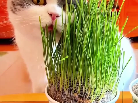 为什么要给猫咪种猫草?