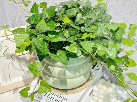 十大家居除甲醛绿植排名：高效净化空气，这些绿植让家清新无忧