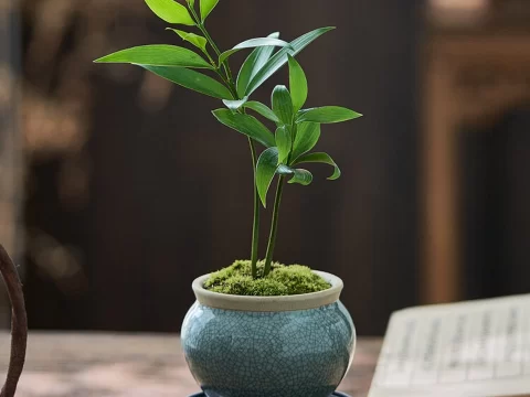 竹柏的养殖方法和注意事项