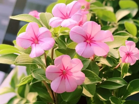长春花的养殖方法和注意事项