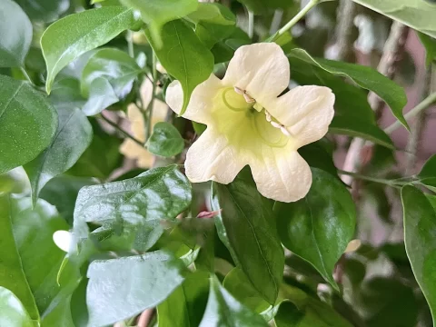 幸福树的养殖方法和注意事项