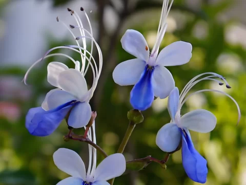 蓝蝴蝶花的养殖方法和注意事项