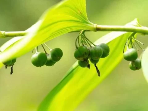 黄精的种植方法和注意事项
