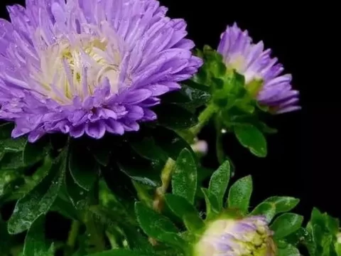 翠菊的种植方法和注意事项