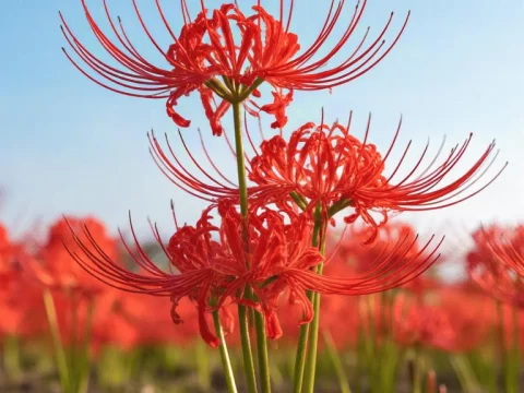 彼岸花的养殖方法及注意事项