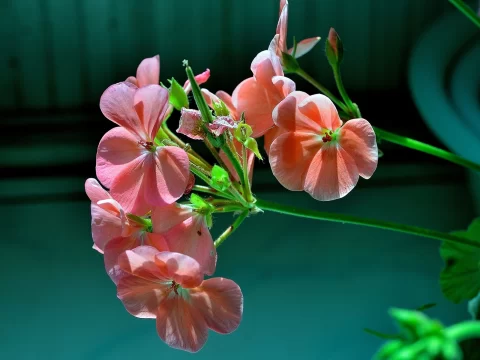 天竺葵的养殖方法和注意事项