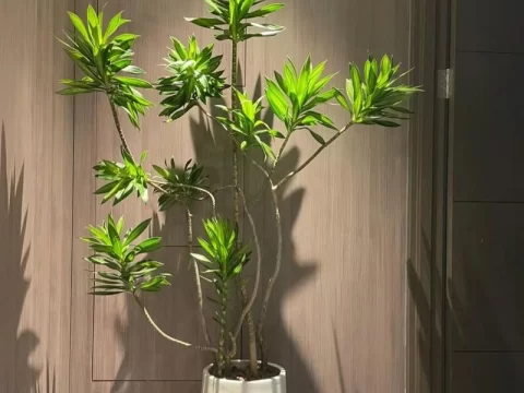百合竹的养殖方法和注意事项