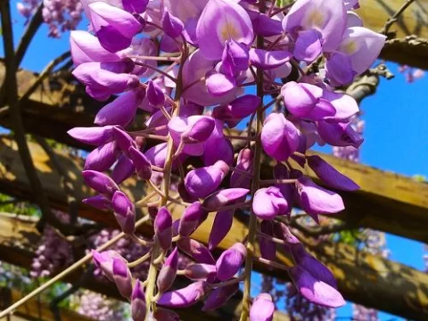 九重紫是紫藤花吗？