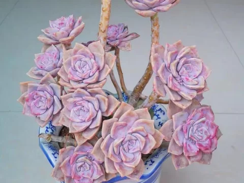 推荐十种特别好养的多肉植物
