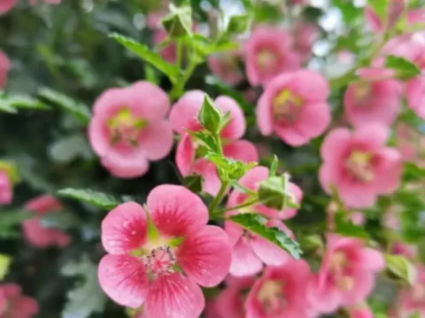 小木槿的养殖方法和注意事项