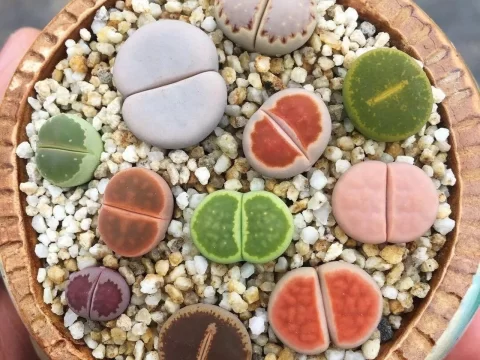 生石花的养殖方法和注意事项