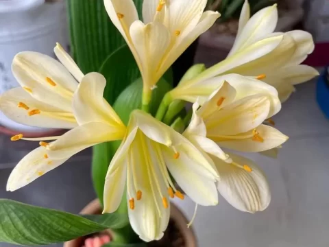 君子兰一年开几次花？