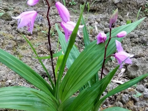 白芨的养殖方法和注意事项
