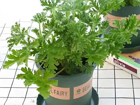 驱蚊草的养殖方法和注意事项