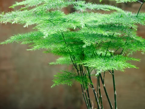 文竹的种植方法和注意事项