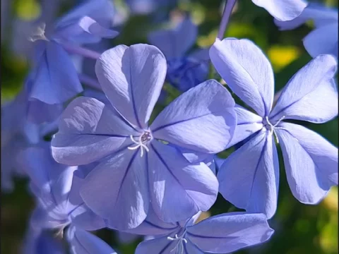 蓝雪花的养殖方法和注意事项