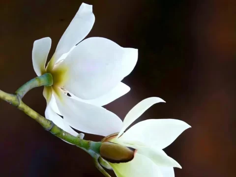 深山含笑的养殖方法和注意事项