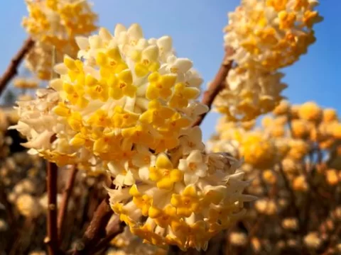 结香花的养殖方法和注意事项