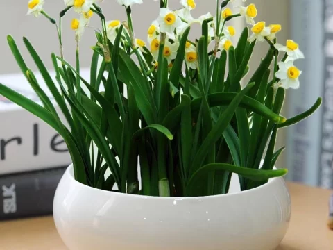 水培水仙花开完花还能养吗？