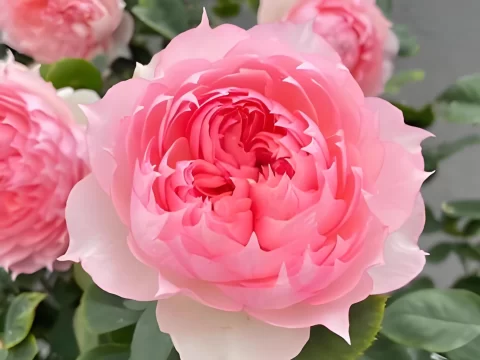 月季花的养殖方法和注意事项