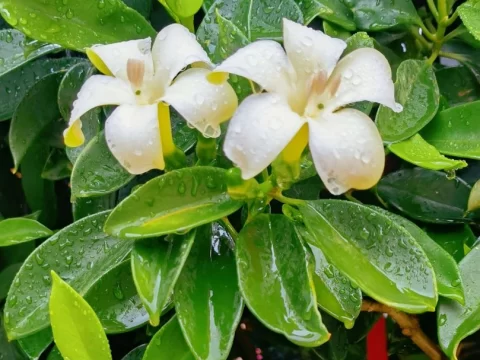 非洲茉莉的养殖方法及修剪