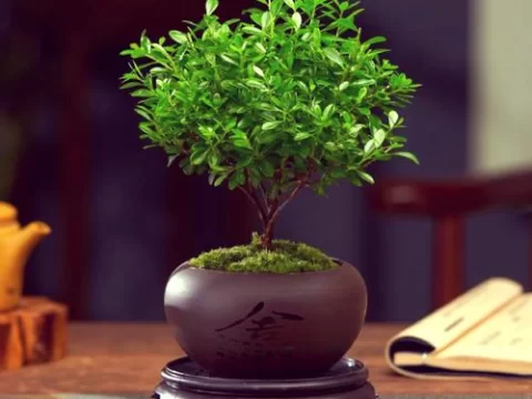 小叶赤楠的养殖方法和注意事项