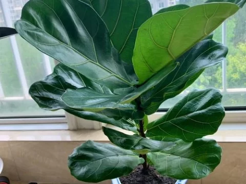 适合室内种植的十种盆栽植物推荐