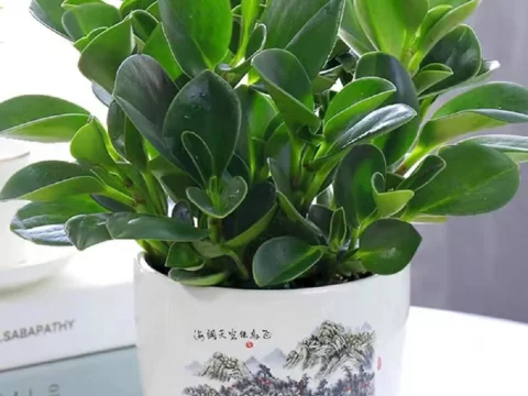快来看看适合室内养殖的花有哪些？