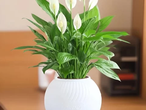 白掌的养殖方法和注意事项