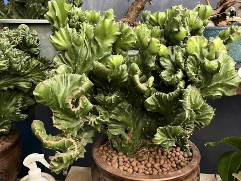 多肉植物麒麟掌的养殖方法和注意事项