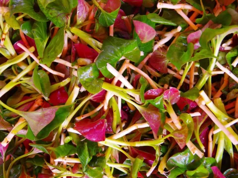 春天常见野菜种类及食用方法