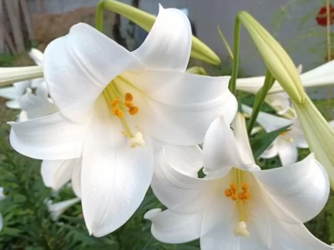 百合花的养殖方法和注意事项