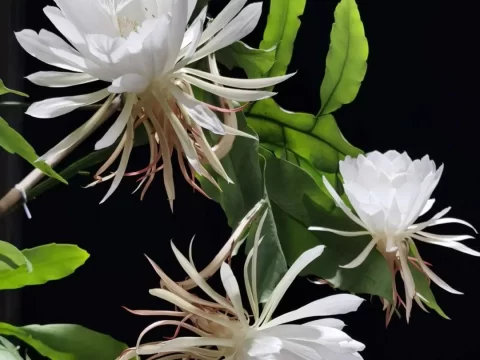 昙花的养殖方法和注意事项