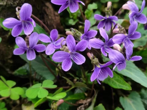 紫花地丁的养殖方法和注意事项
