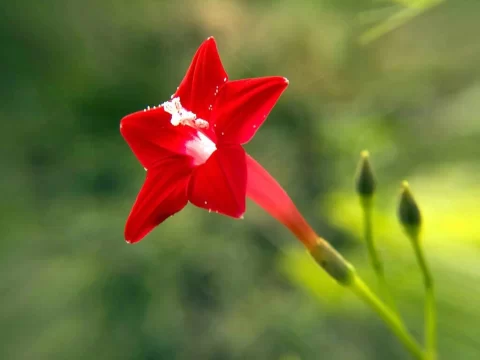 羽叶茑萝的养殖方法和注意事项