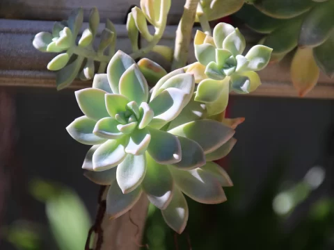 好看又好养的十大高颜值多肉植物推荐排行榜