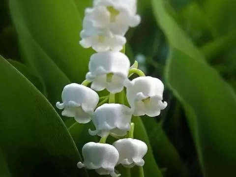 铃兰的养殖方法和注意事项