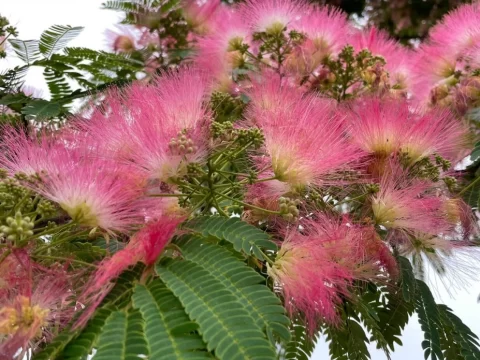 合欢的种植方法和注意事项