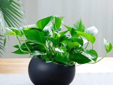 绿萝的种植方法和注意事项