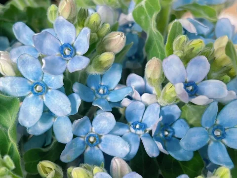 蓝星花的养殖方法和注意事项