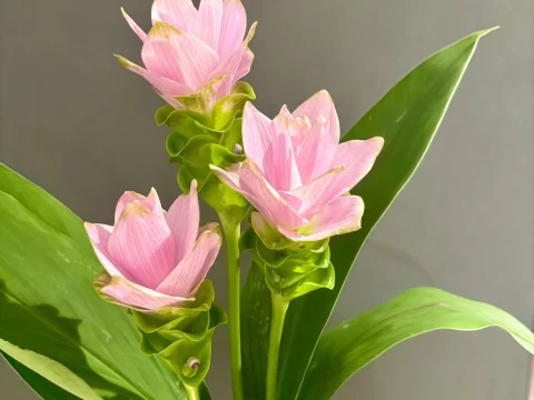 姜荷花的养殖方法和注意事项