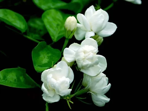 茉莉花的养殖方法和注意事项