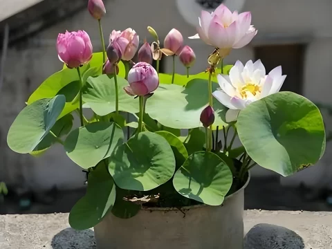 碗莲的种植方法和注意事项