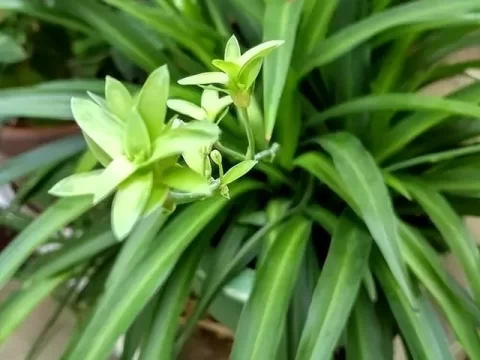 吊兰的养殖方法和注意事项