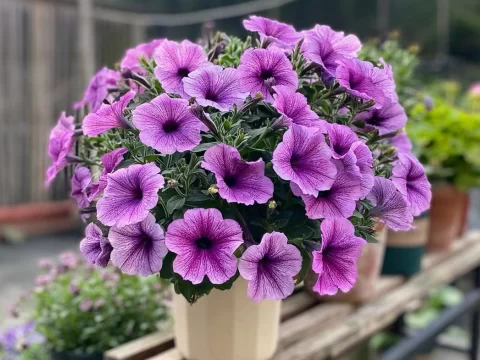 春天可以种植什么植物？