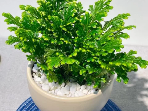 卷柏是什么植物？