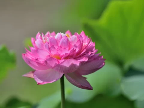 荷花的种植方法和注意事项