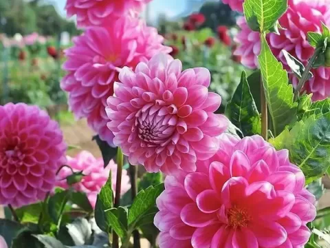 大丽花的养殖方法和注意事项